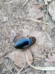 Dytiscus marginalis