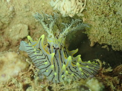 Halgerda willeyi