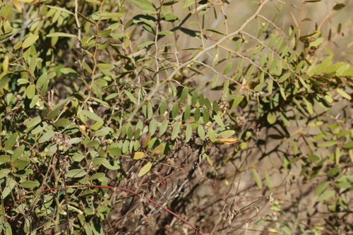 Image of Nipan (Capparis lasiantha) by (c) Greg Tasney, some rights reserved (CC BY-SA)