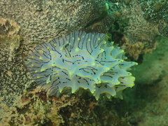 Halgerda willeyi