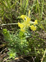 Lasiosiphon anthylloides