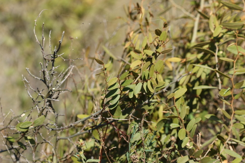 Image of Capparis lasiantha by (c) Greg Tasney, some rights reserved (CC BY-SA)