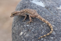 Tropiocolotes algericus