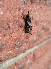 Elhamma australasiae