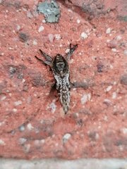 Elhamma australasiae