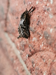 Elhamma australasiae