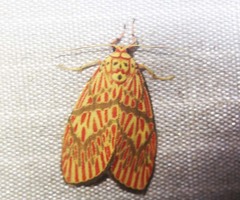 Barsine cornicornutata