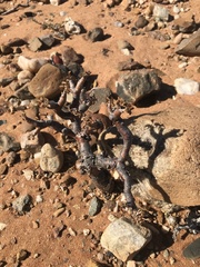 Pelargonium crassicaule