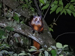 Petaurista alborufus