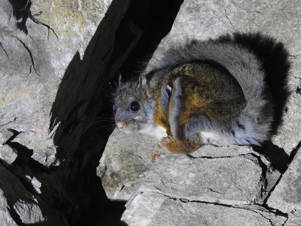 Complex-Toothed Flying Squirrel