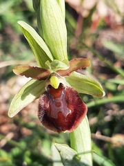 Ophrys sphegodes