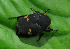 Clinteria atra tichyi