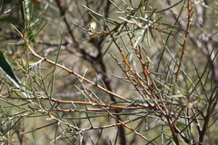 Hakea leucoptera