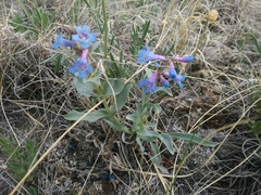 Penstemon nitidus
