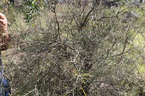 Image of Hakea leucoptera by (c) Greg Tasney, some rights reserved (CC BY-SA)