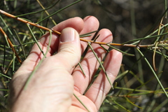 Hakea leucoptera
