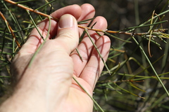 Hakea leucoptera
