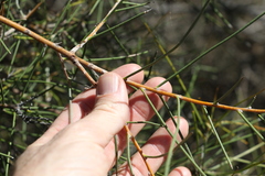 Hakea leucoptera