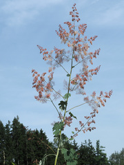 Macleaya cordata