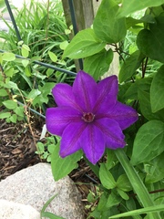 Clematis × jackmanii