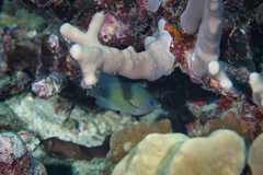 Plectroglyphidodon johnstonianus