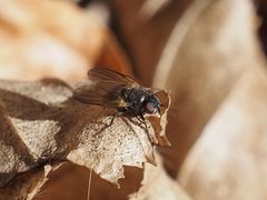 Earomyia lonchaeoides