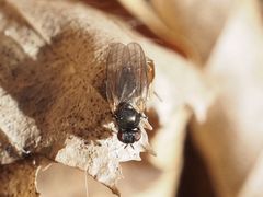 Earomyia lonchaeoides