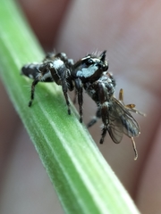 Sandalodes bipenicillatus