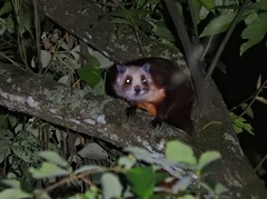 Petaurista alborufus