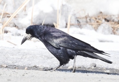 Corvus frugilegus