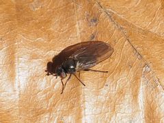 Earomyia lonchaeoides