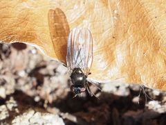 Earomyia lonchaeoides