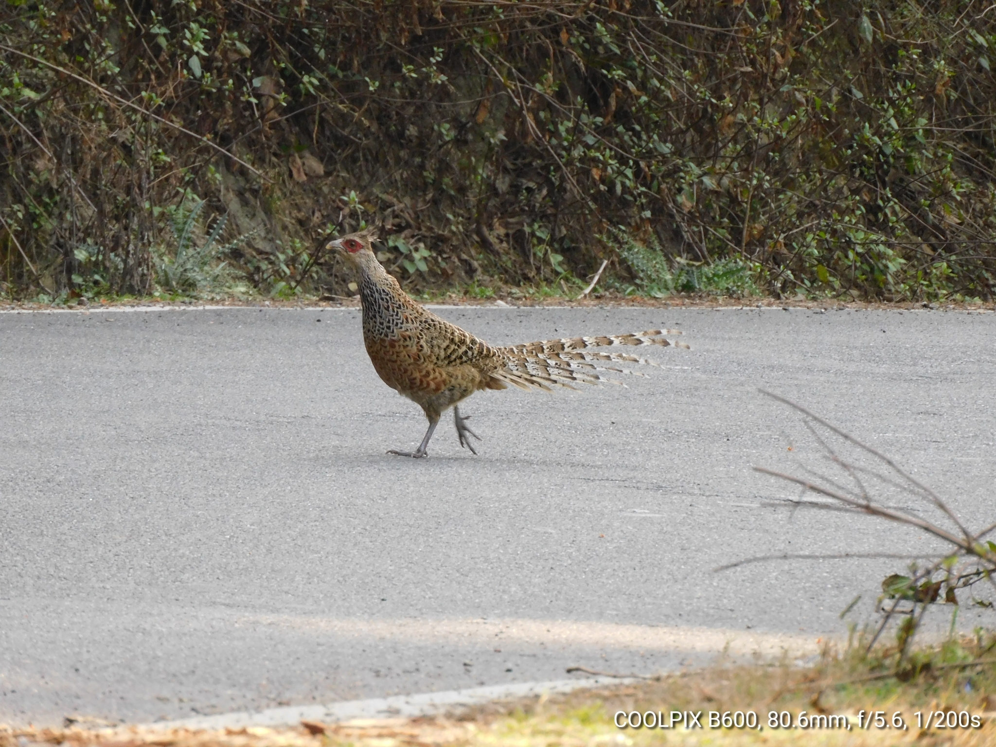 Cheer Pheasant
