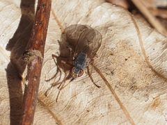 Lispocephala brachialis