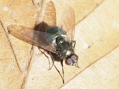 Eudasyphora cyanella