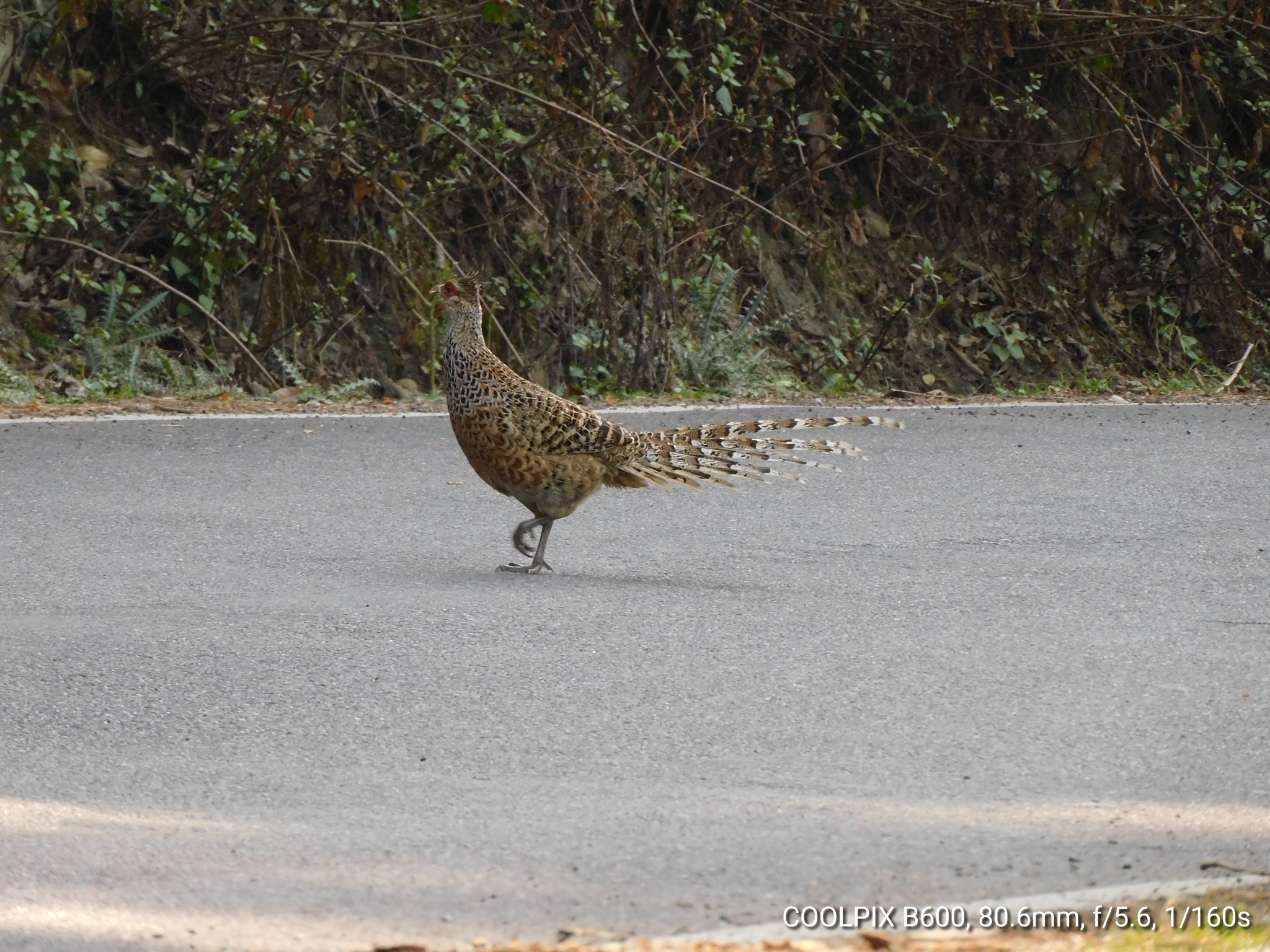 Cheer Pheasant