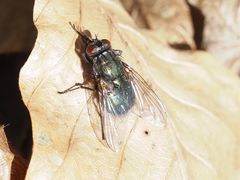 Eudasyphora cyanella