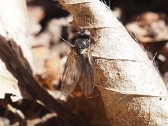 Earomyia lonchaeoides