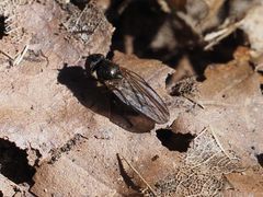Earomyia lonchaeoides