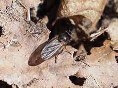 Earomyia lonchaeoides