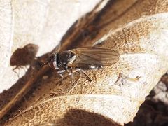 Earomyia lonchaeoides