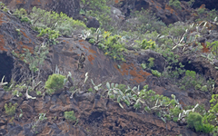 Buteo buteo insularum