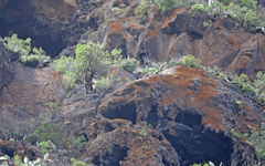 Buteo buteo insularum