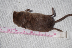 Sorex vagrans