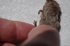 Sorex vagrans
