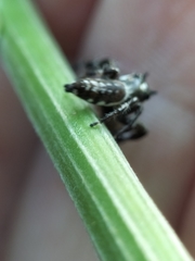 Sandalodes bipenicillatus