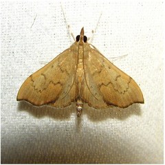 Sericoplaga