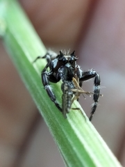 Sandalodes bipenicillatus