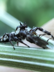 Sandalodes bipenicillatus