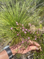 Jacksonia thesioides